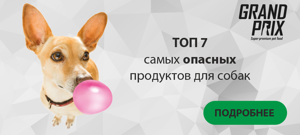 ТОП 7 самых опасных продуктов для собак